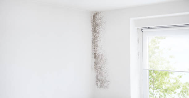 Best HVAC Mold Inspection and Cleaning  in Joanna, SC