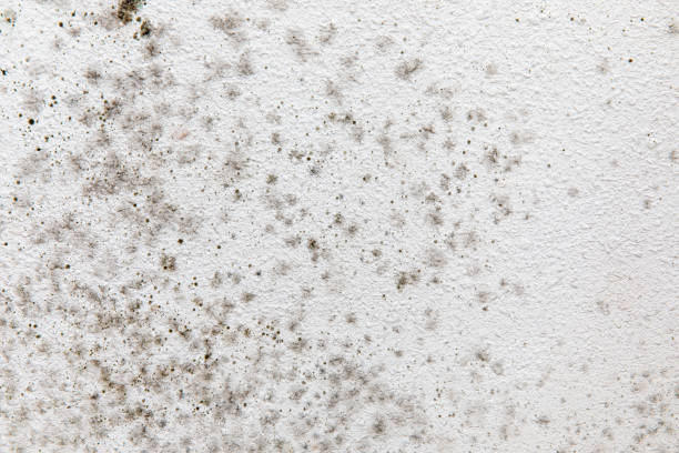 Best Dehumidification Services  in Joanna, SC