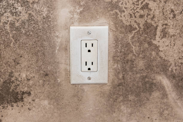 Trusted Joanna, SC Mold Removal Experts