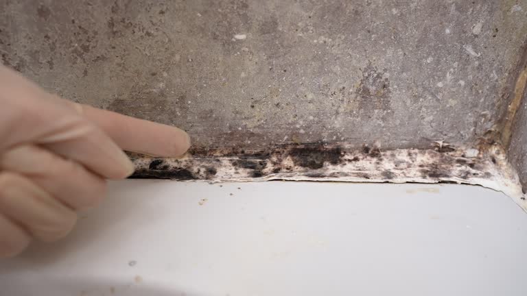 Best Basement Mold Removal  in Joanna, SC